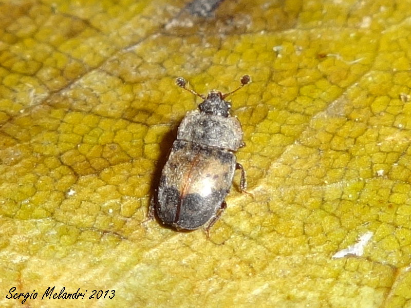 Da Identificare - Omosita discoidea (Nitidulidae)